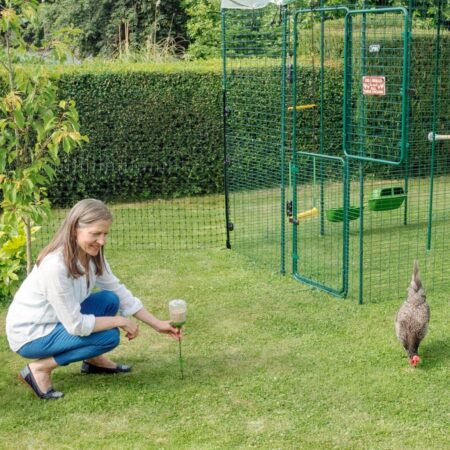 Un allevatore di galline con il Peck Toy della Omlet interagisce con le galline fuori nel recinto Walk in 