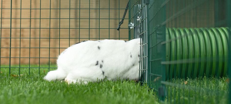 Un coniglio bianco entra nel sistema di Tunnel Zippi 