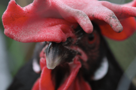 Un primo piano della testa di una gallina nera e rossa