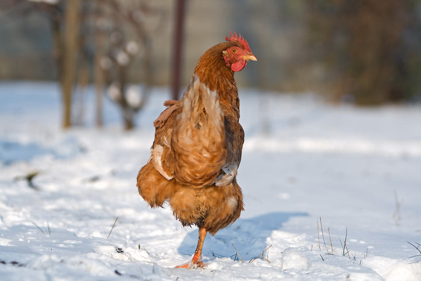 Una gallina marrone sta in piedi su una zampa nella neve