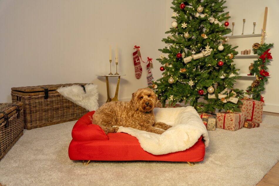 Cane steso in una cuccia Bolster rosso ciliegia vicino a un albero di Natale