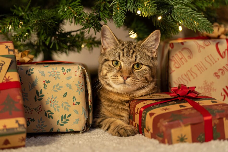 Gatto vicino a un albero di Natale circondato dai regali