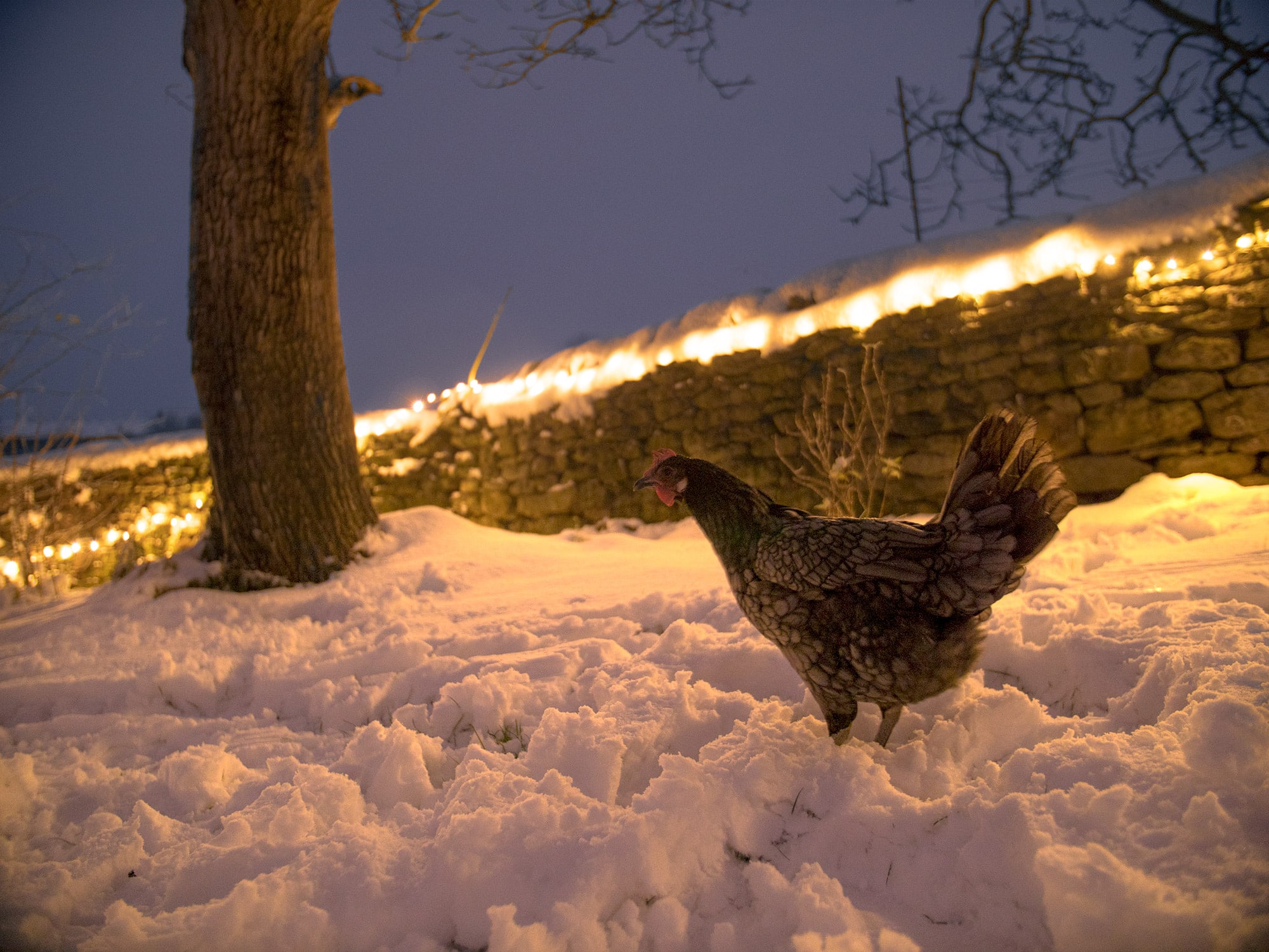 Gallina fuori nella neve con delle lucine