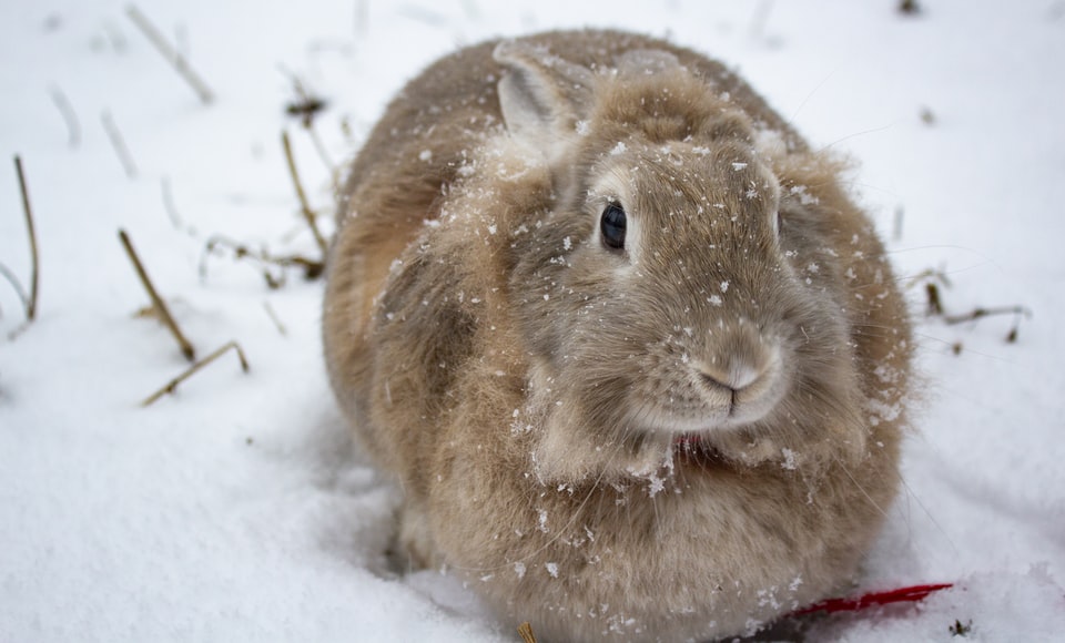 Un morbido coniglio marrone nella neve