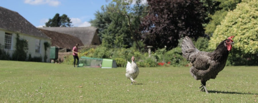 Galline che razzolano libere in giardino con un pollaio Eglu Go sullo sfondo