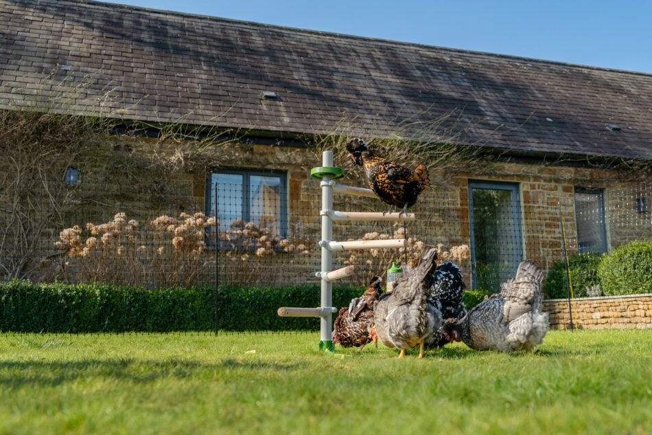 Galline in un cortile che utilizzano il posatoio per galline Freestanding di Omlet 