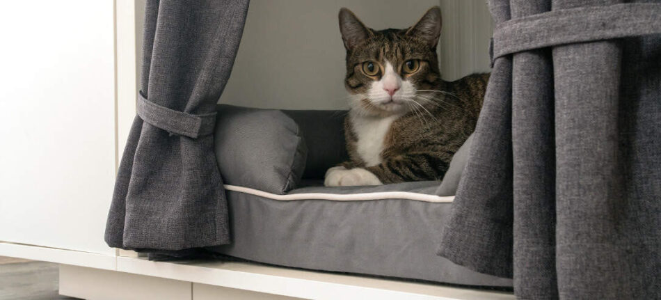 Un gatto riposa sull’elegante cuccia Maya Nook con mobile guardaroba