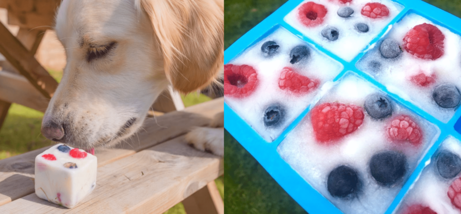 Labrador mangia un frozen yogurt alla frutta per cani