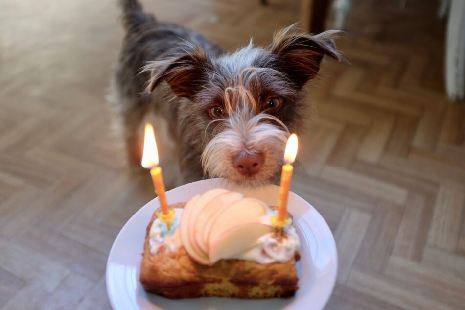 Un cane marrone osserva una torta di compleanno ad un party per cani