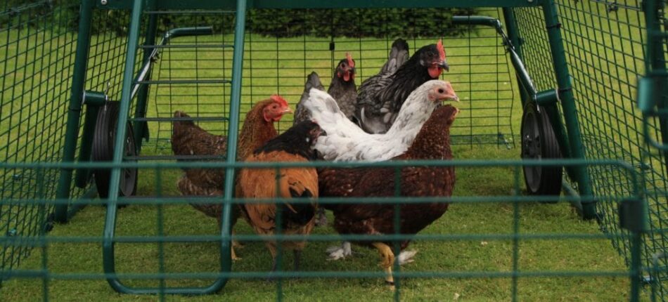 Diversi tipi di galline tutte nel pollaio e recinto Eglu Cube