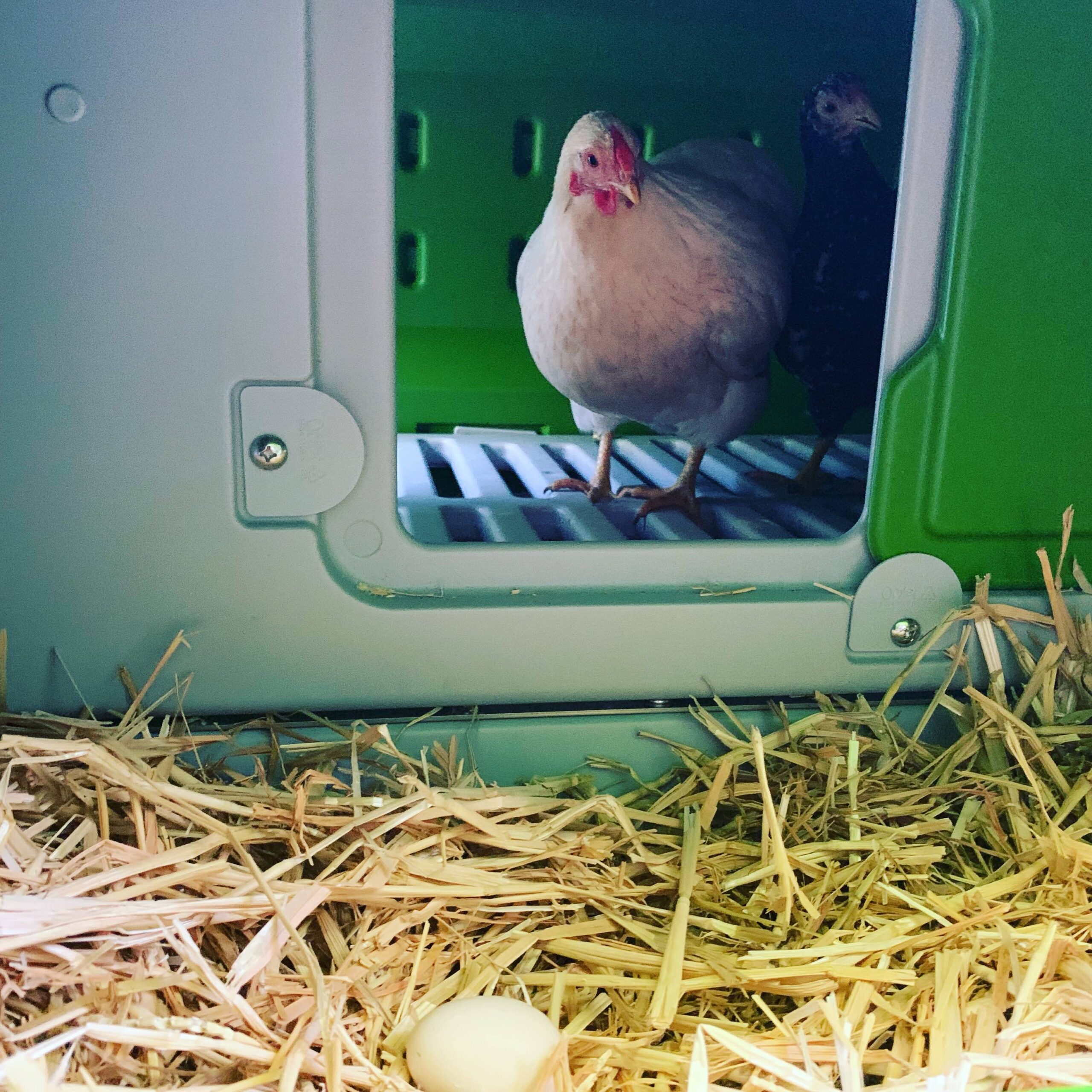 Perché le galline nascondono le uova e come evitarlo - Omlet Blog Italy