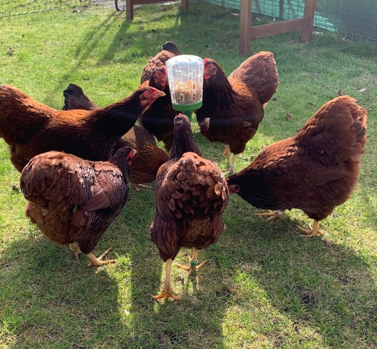 Come Si Accoppiano Galli E Galline