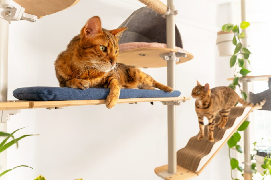 Due gatti che comunicano su un albero per gatti da interni Freestyle di Omlet