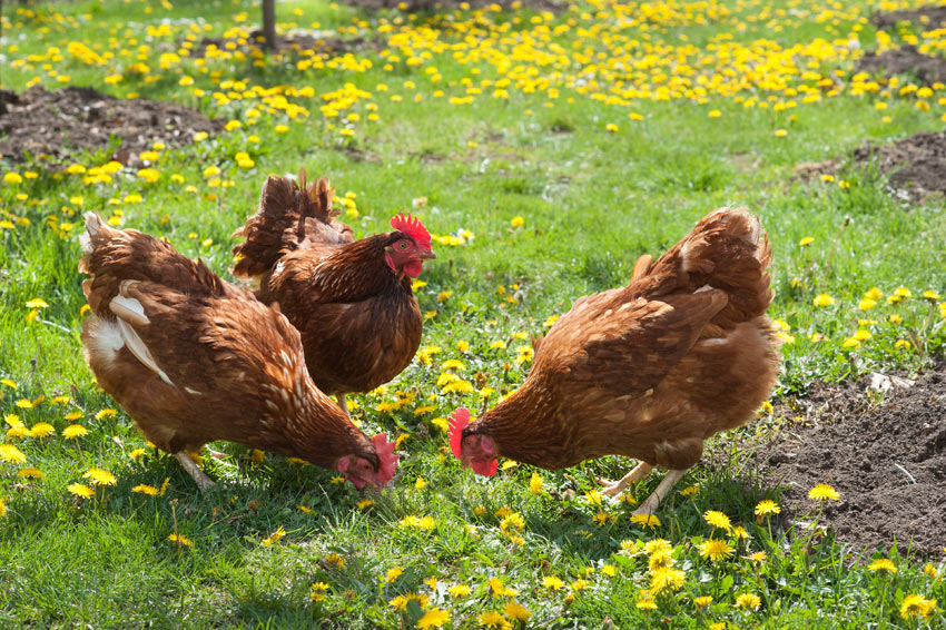 Tre galline marroni in un campo