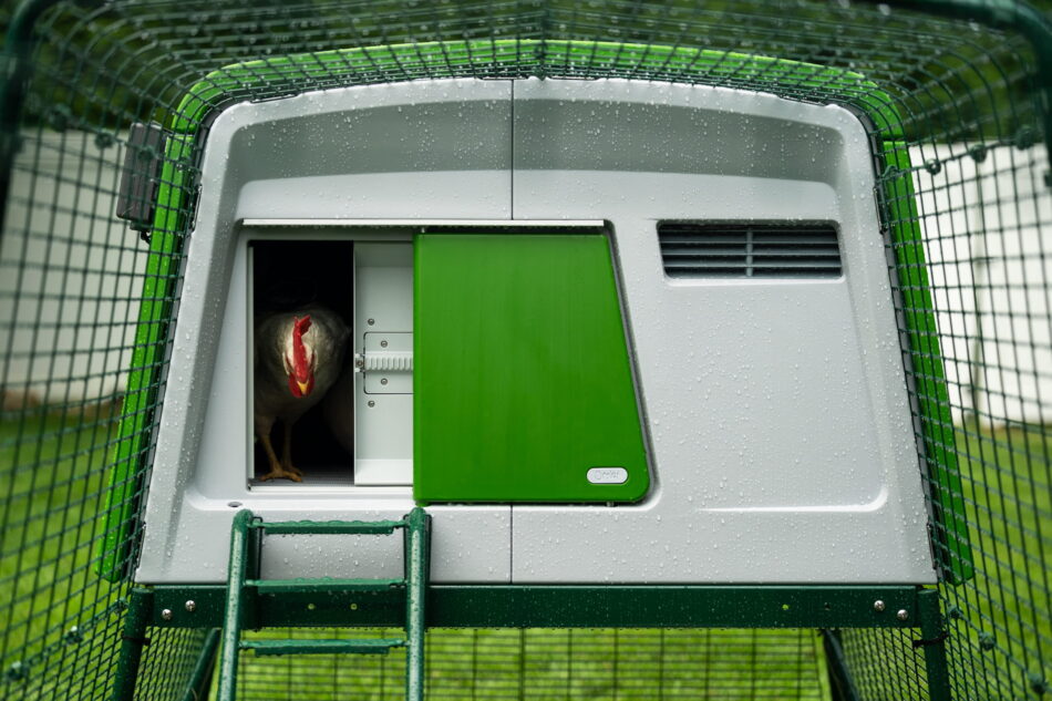 gallina che sbuca da un eglu cube mentre autodoor si apre