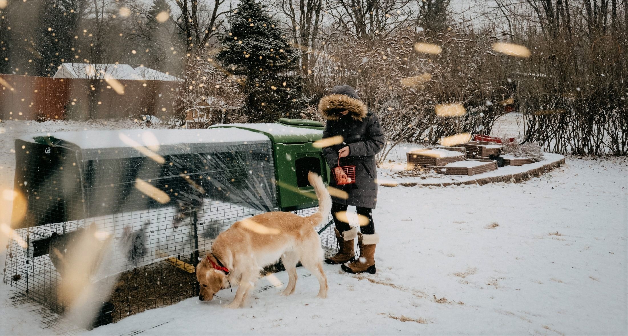 Un’allevatrice di galline con il suo cane fuori nella neve con un pollaio Eglu