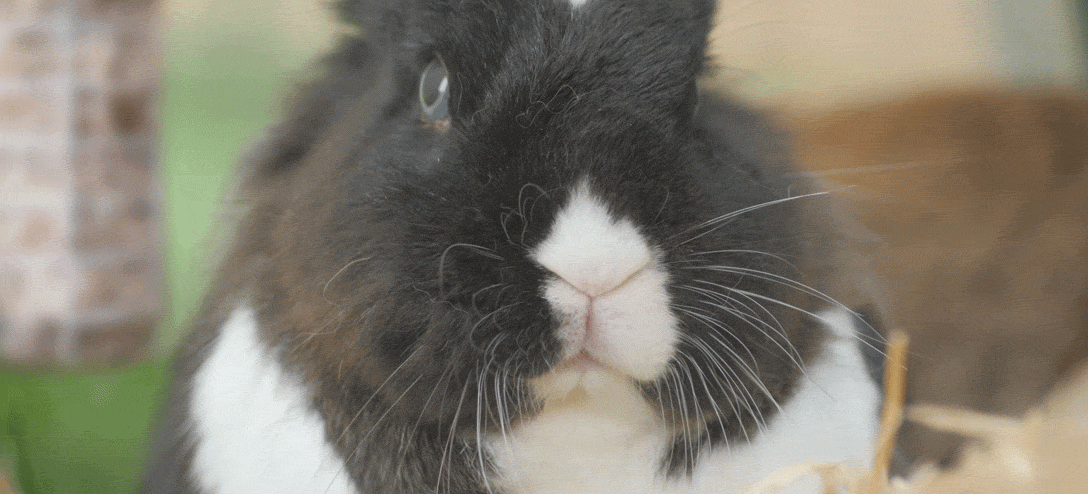 GIF di un coniglio che storce il naso