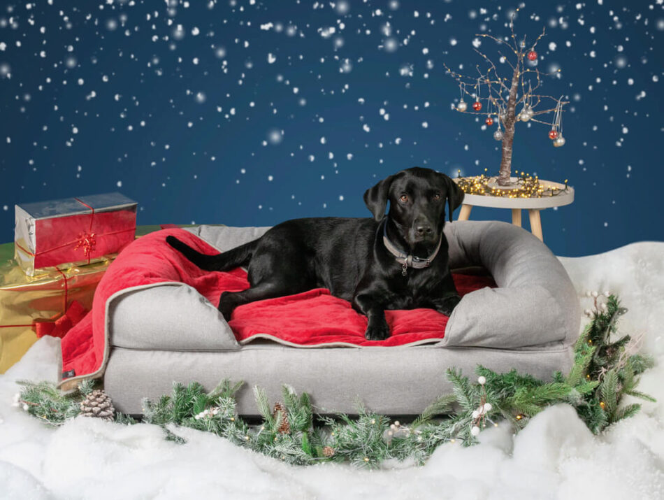 Labrador nero su una cuccia grigia e delle decorazioni natalizie