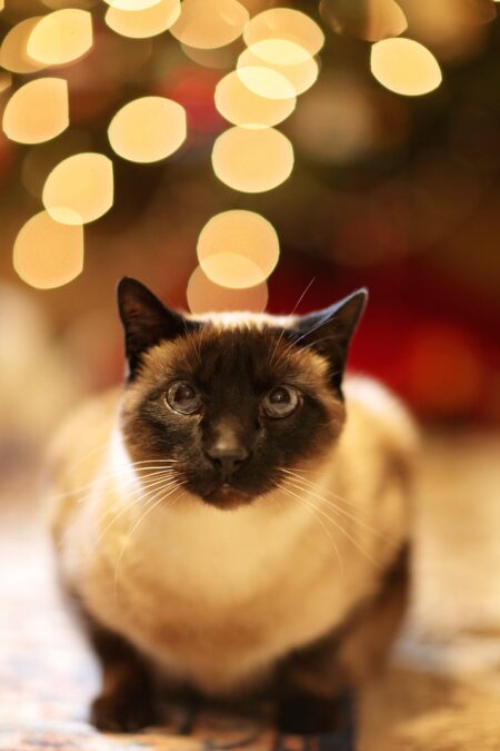 Un gatto bianco e nero accovacciato con sullo sfondo delle lucine natalizie