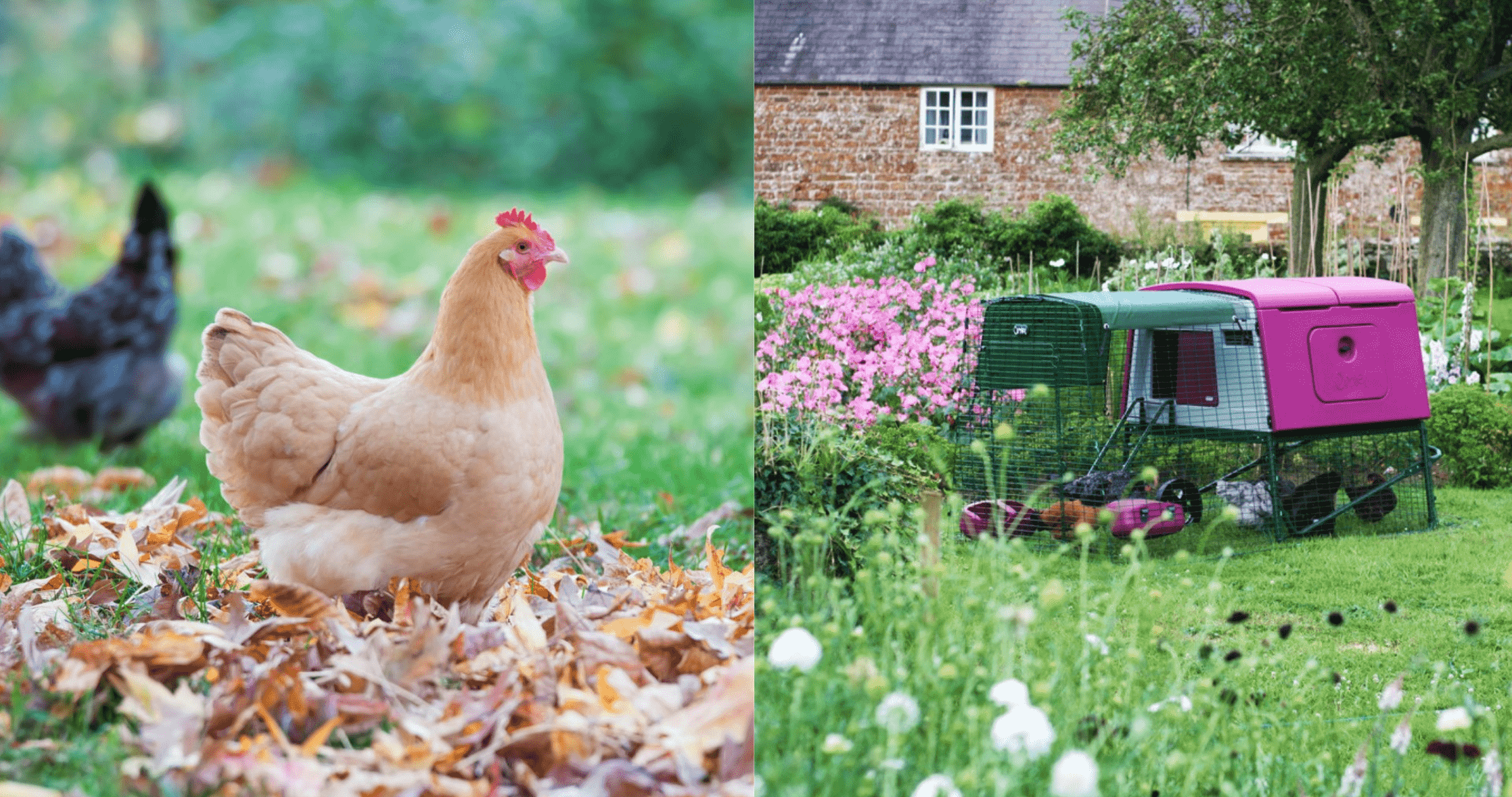 Galline in un giardino autunnale e un pollaio Eglu della Omlet
