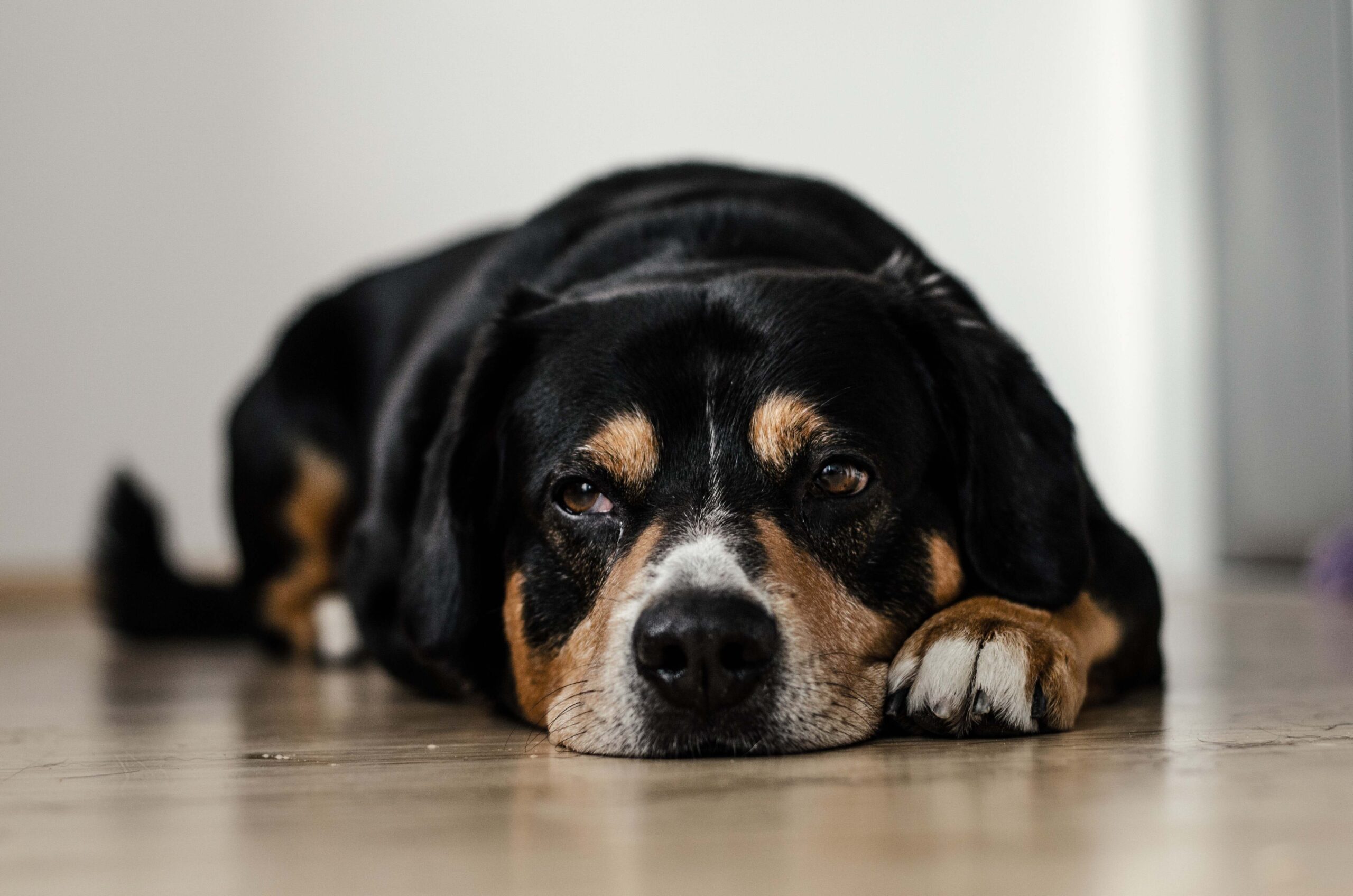 Un cane con sguardo triste steso sul pavimento