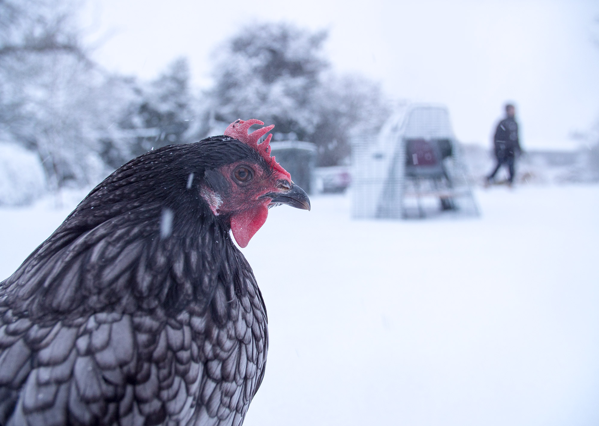 Un primo piano di una gallina grigia e sullo sfondo un Eglu Go nella neve 2