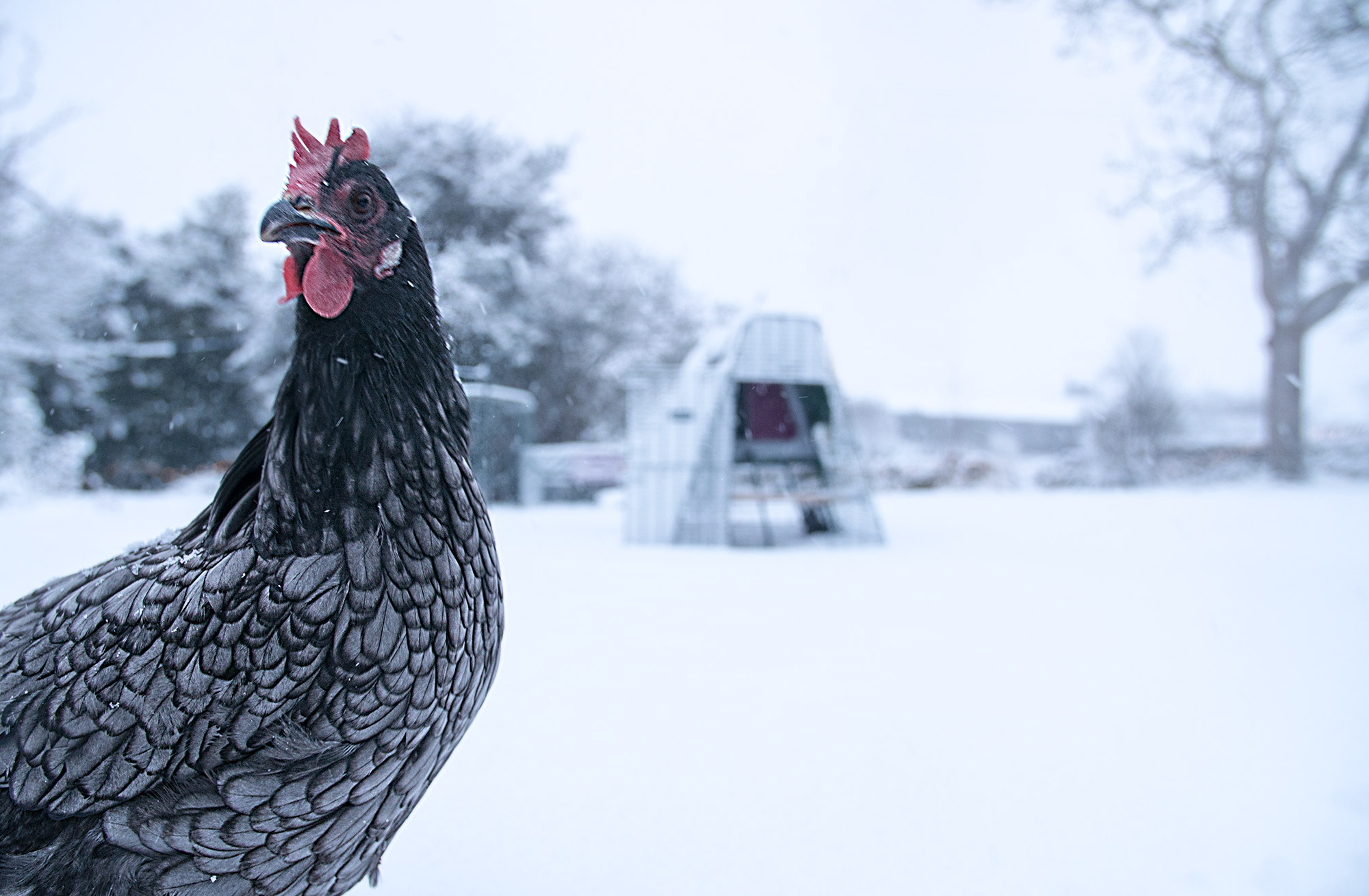 Un primo piano di una gallina grigia e sullo sfondo un Eglu Go nella neve 