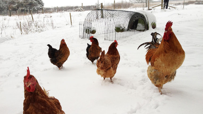 Galline Con Le Piume Sulle Zampe