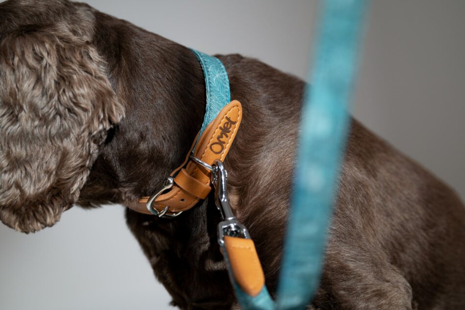 Cane che indossa un collare con guinzaglio della collezione The Dog Walk di Omlet nella stampa Nature Trail Teal 