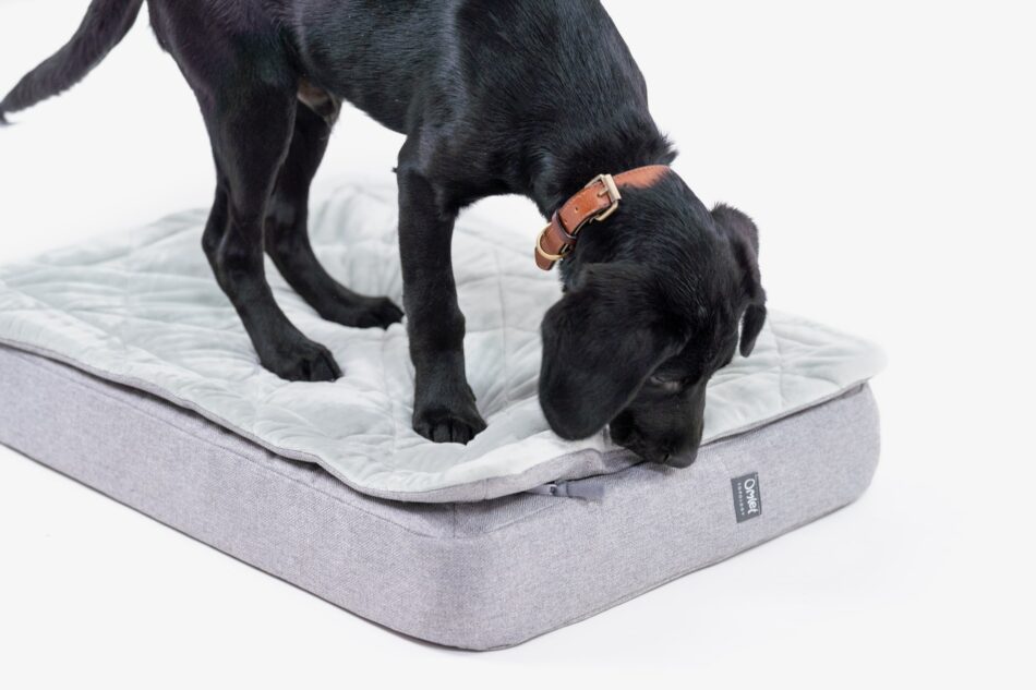 Cucciolo di Labrador nero su una cuccia Topology di Omlet con un topper trapuntato 