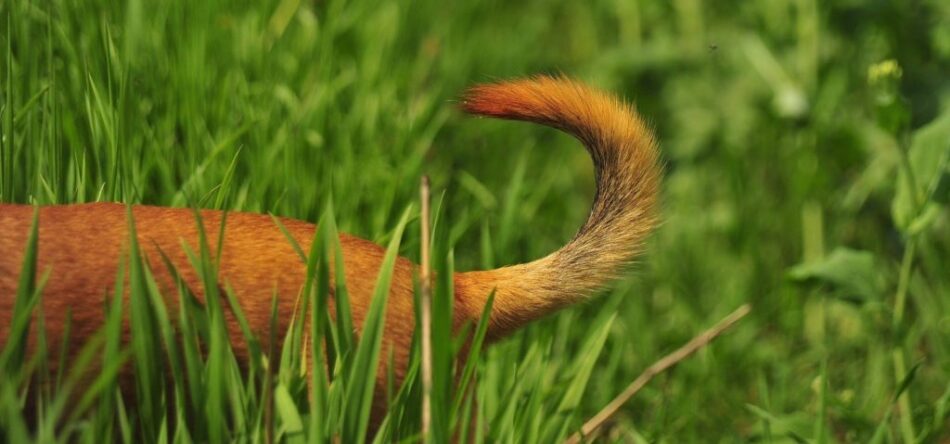 La coda di un cane marrone nell’erba