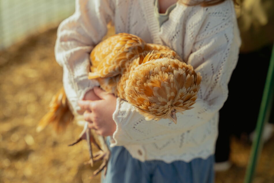 bambina che coccola una gallina