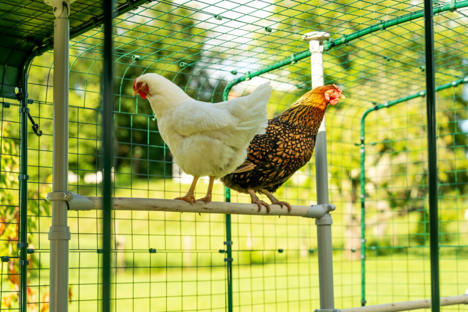 due galline appollaiate su un posatoio poletree in un recinto walk-in