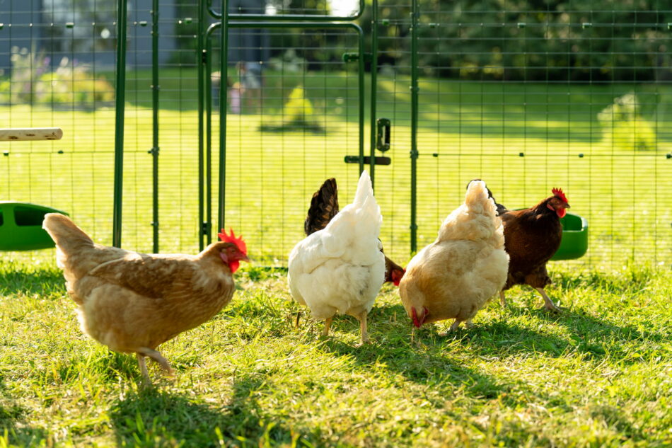 galline che razzolano in un recinto walk-in