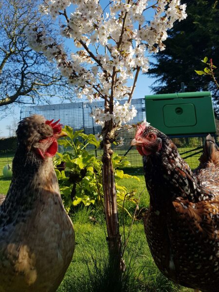 Due galline ferme accanto ad un albero davanti al loro pollaio Eglu