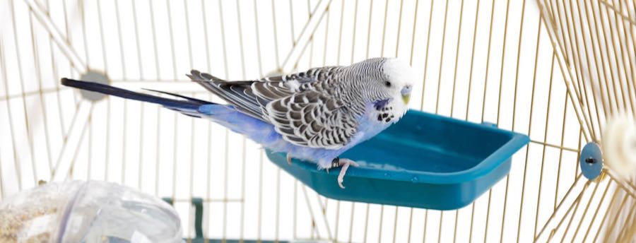 Un pappagallino blu e grigio nel bagnetto della gabbia Geo della Omlet - pappagallini, fringuelli, canarini