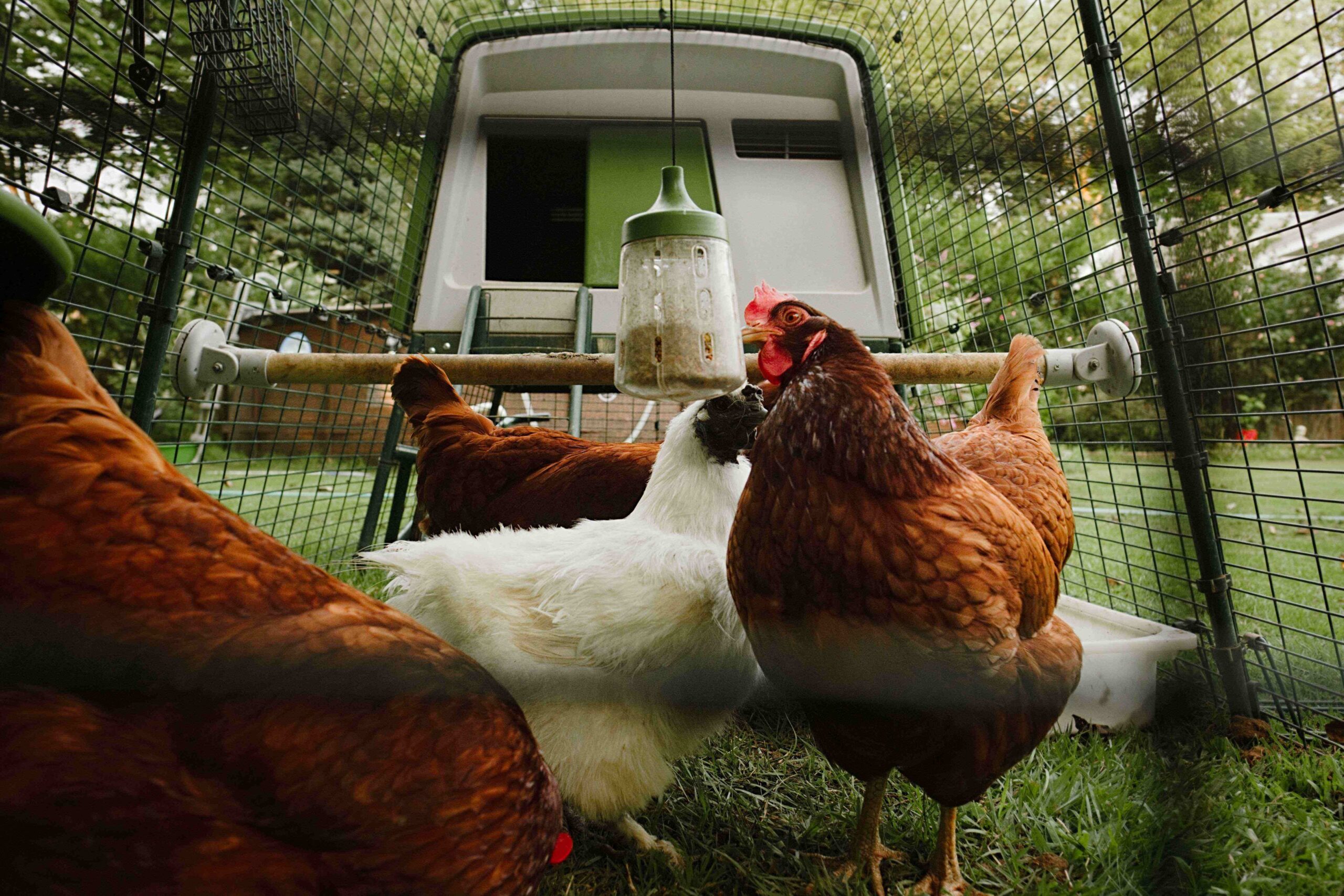 Quattro galline nel loro recinto con il peck toy della Omlet