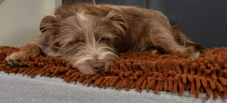Un cane marrone che dorme su una cuccia Topology della Omlet con topper in microfibra marrone