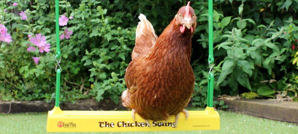 Una gallina ranger seduta sull’altalena per galline della Omlet in giardino