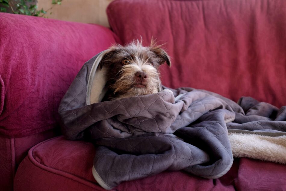 Un cane marrone avvolto in una morbidissima ed elegante coperta per cani della Omlet