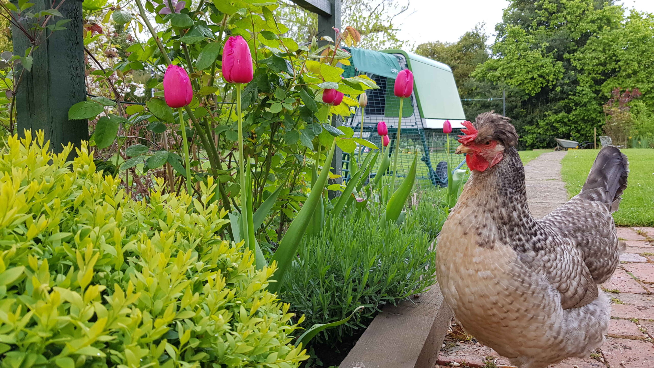 Una gallina davanti a dei tulipani in giardino e un pollaio Omlet Eglu Go Up 