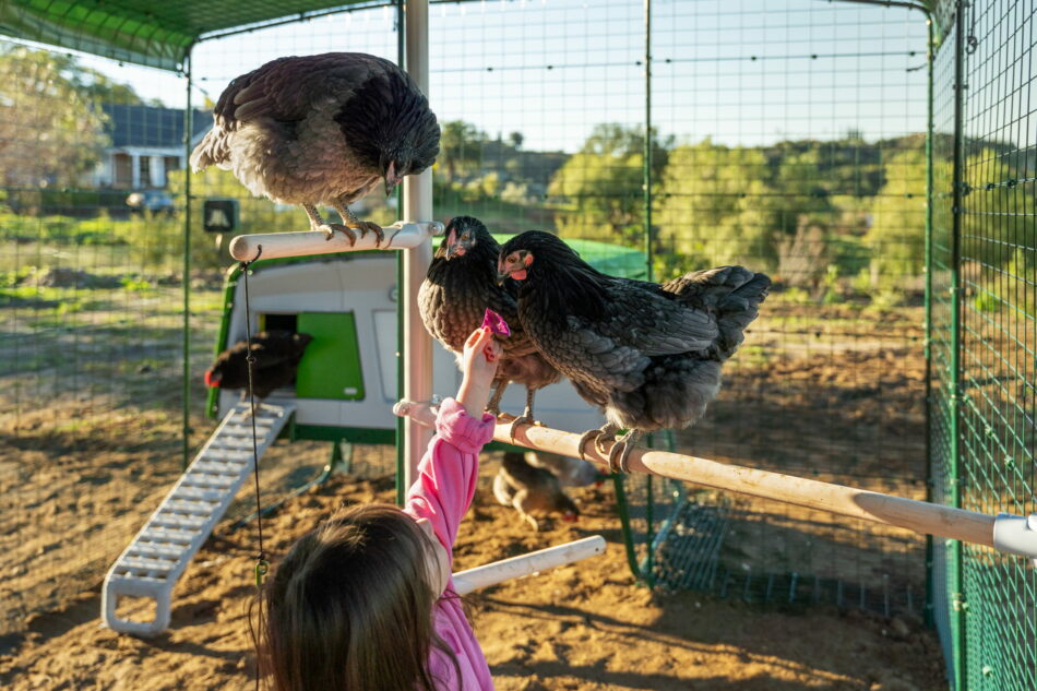 bambina che stende il braccio verso delle galline appollaiate su un posatoio poletree di omlet in un recinto walk-in