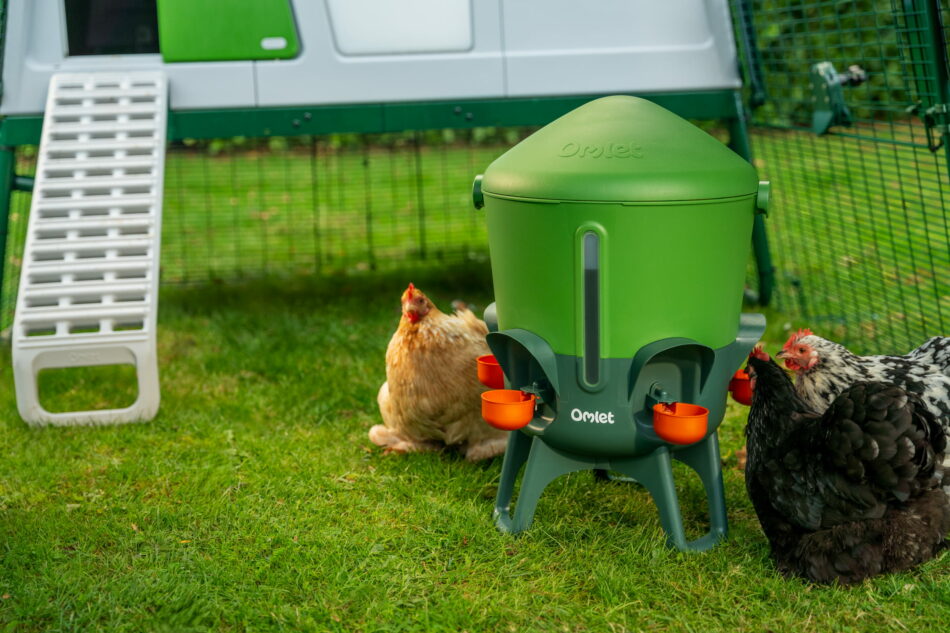 galline che bevono da un abbeveratoio di omlet di fronte a eglu pro