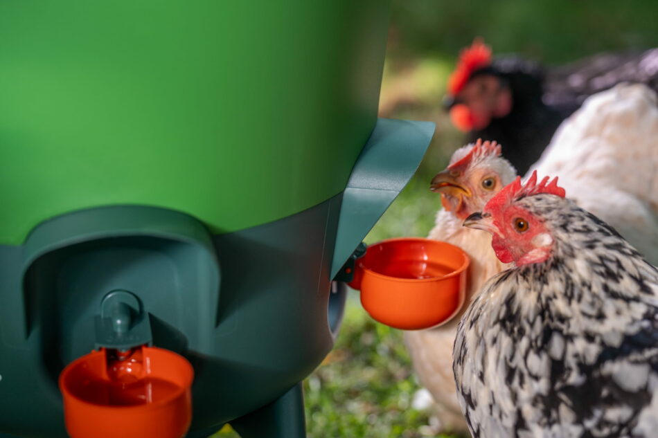 galline che bevono da un abbeveratoio di omlet munito di tazze