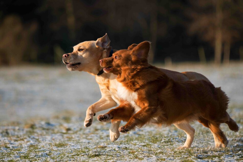 Due cani corrono fianco a fianco