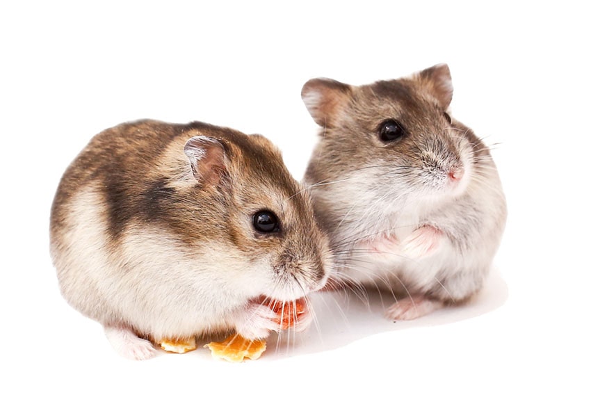 Due criceti nani che mangiano uno snack