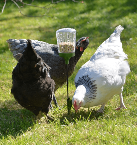 Tre galline con il loro Peck Toy della Omlet