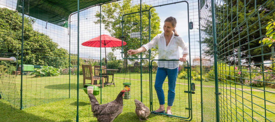 Allevatori di galline all’aperto con il recinto Walk In della Omlet