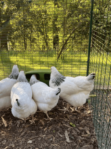 Quattro galline bianche che mangiano in una mangiatoia Omlet