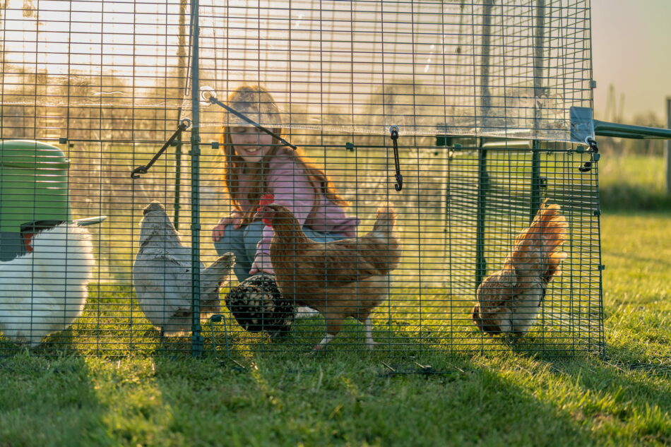 bambina seduta nel recinto di eglu pro di omlet con le galline